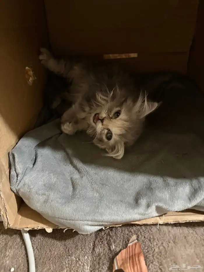 قطط للتبني 4