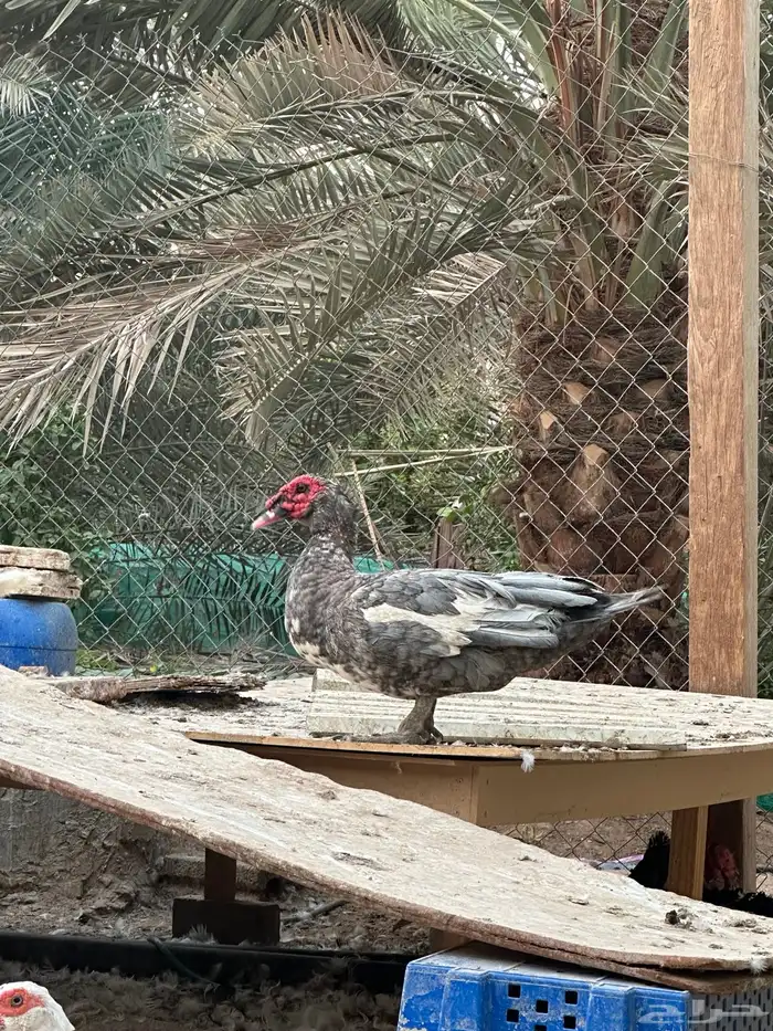بط شهرمان 2
