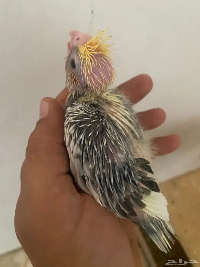 فرخين كروان 12