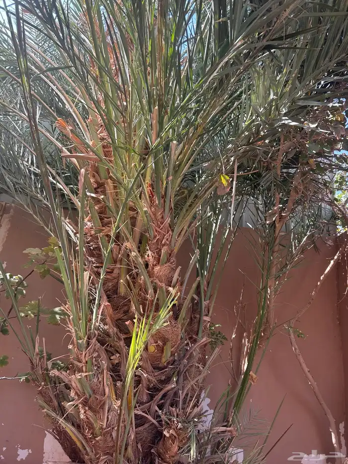 فسيلة بويضا خذما العمر من سنتين الى 5 سنين العدد 5 0