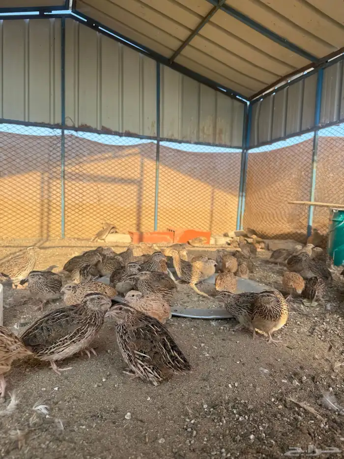 سمان بياض 2