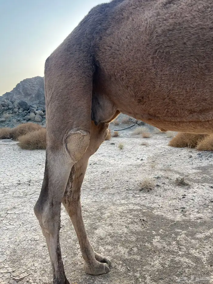 ناقه حمرا دهماء عكشاء 3