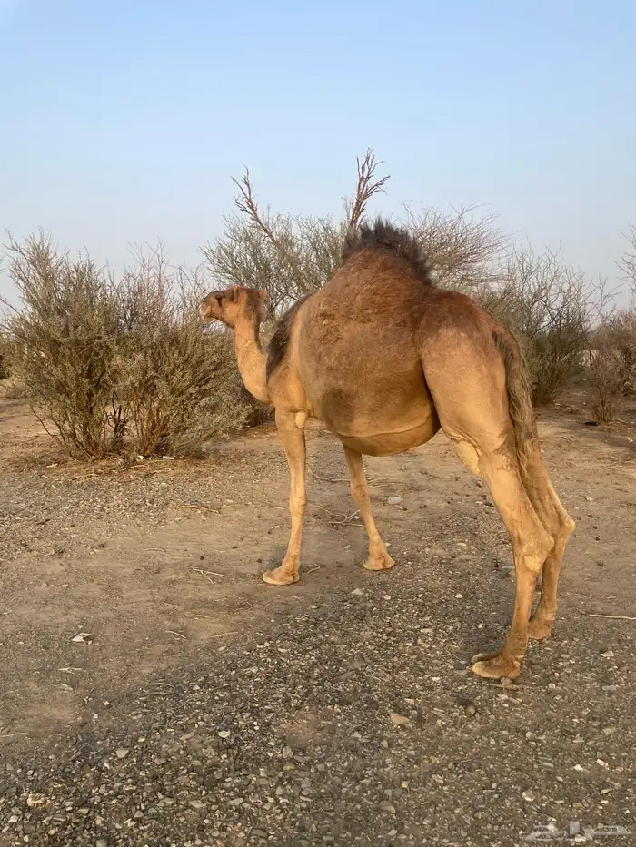 ناقه حمراء ملاقي 7