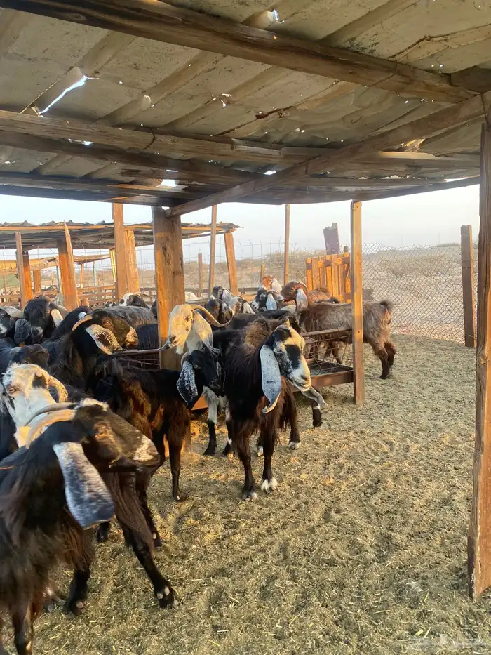 للبيع معزا عوارض مضاريع ودفيع بالفحل 27