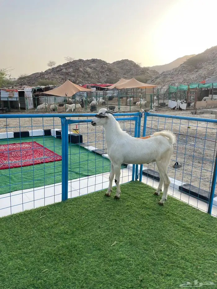 للبيع تيس بيشي 0