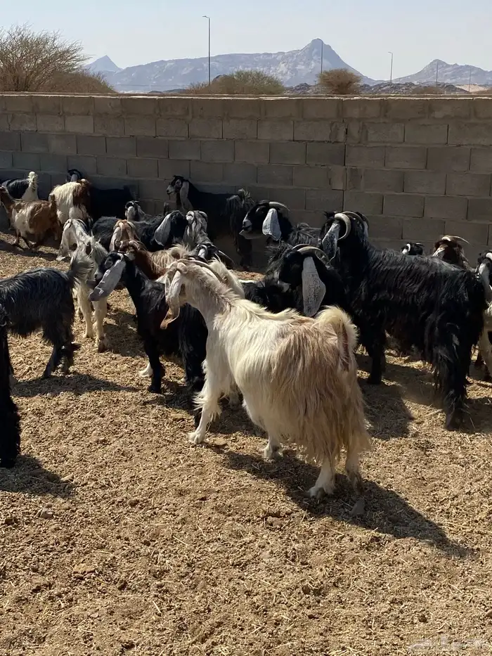 معزء طيبه عددها 40 رأس من جذعه لين تامه شبب 4