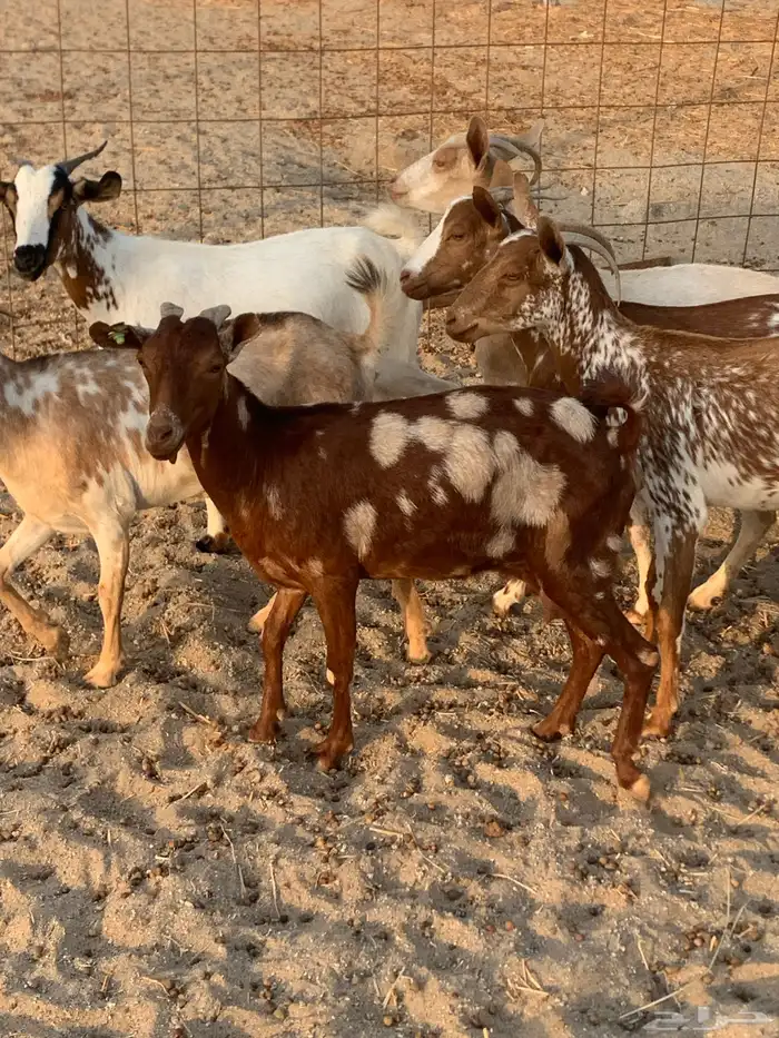 للبيع معزا جنوبيه جفار 1