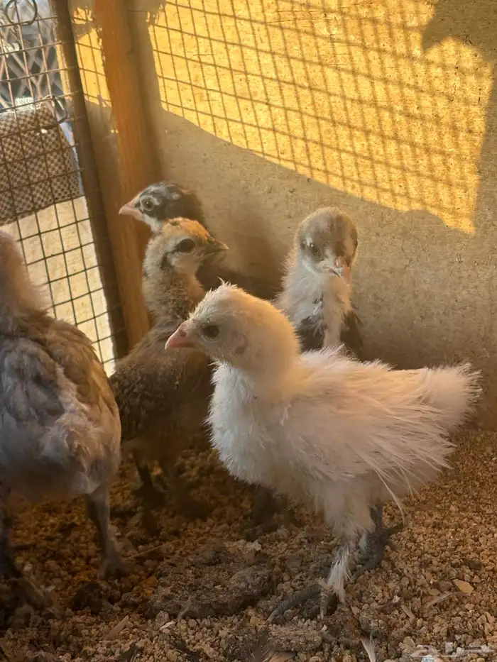 دجاجه معها فروخ 3