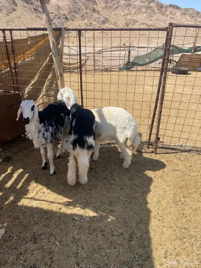 الطليان 4