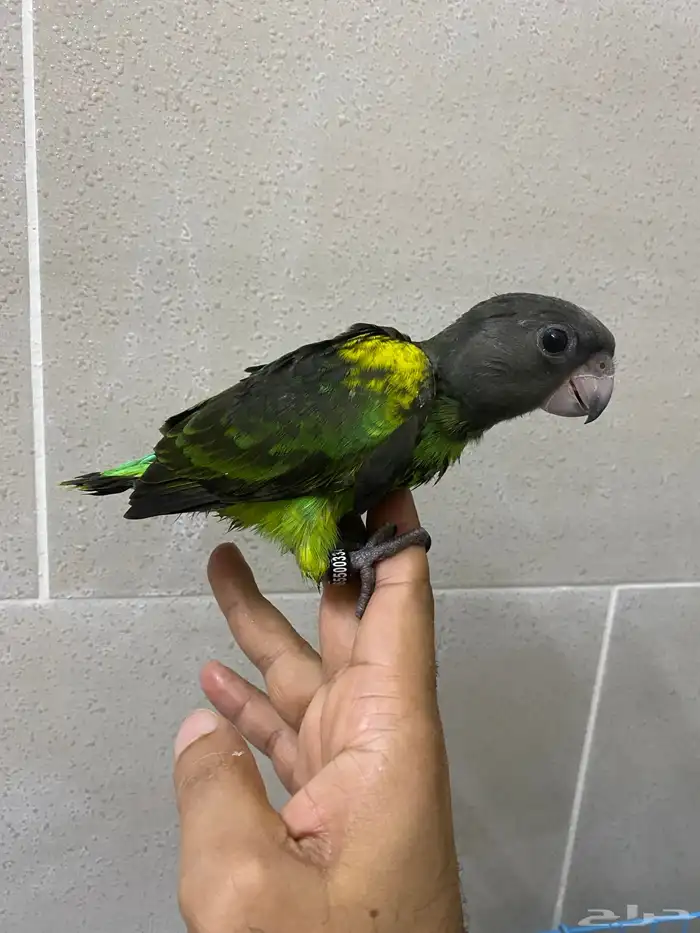 لعشاق النوادر فروخ ببغاء ماير 1