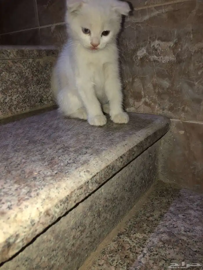 قطط سكوتش 3