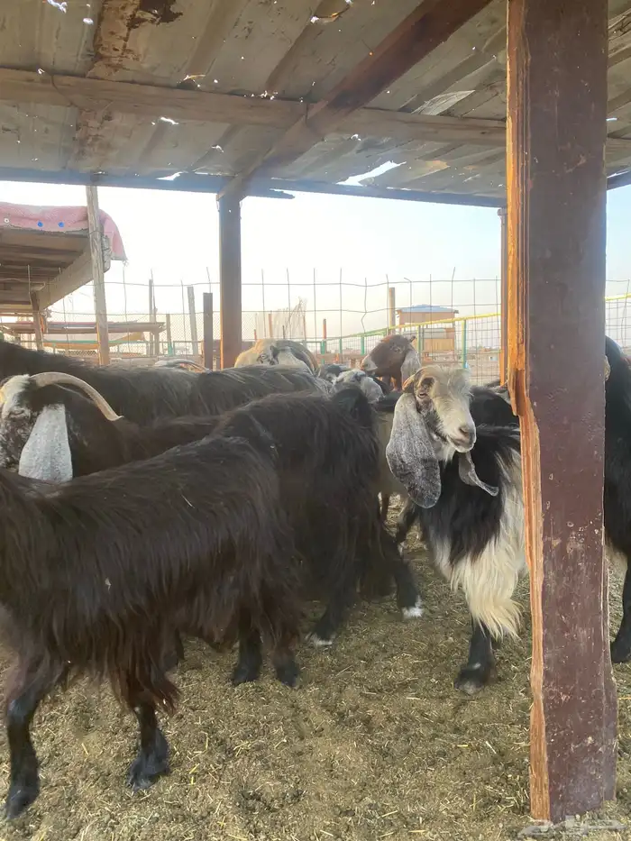 للبيع معزا عوارض مضاريع ودفيع بالفحل 16