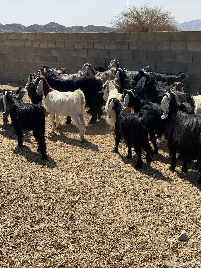 معزء طيبه عددها 40 رأس من جذعه لين تامه شبب 0