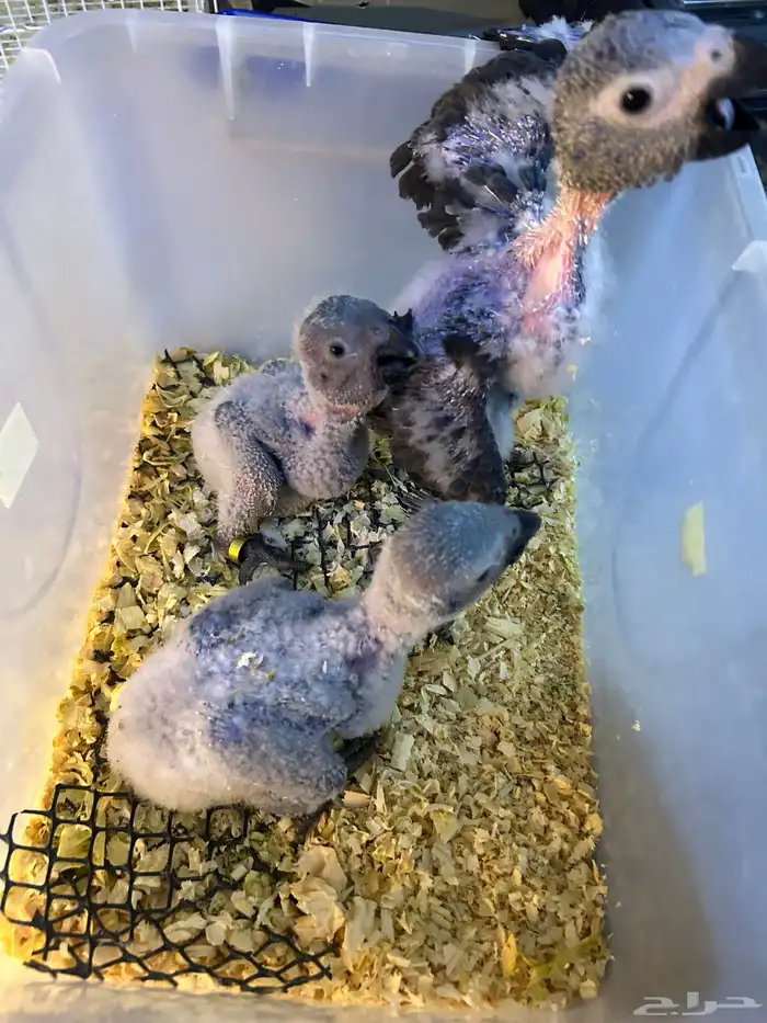 فروخ كاسكو غر تم البيع 3