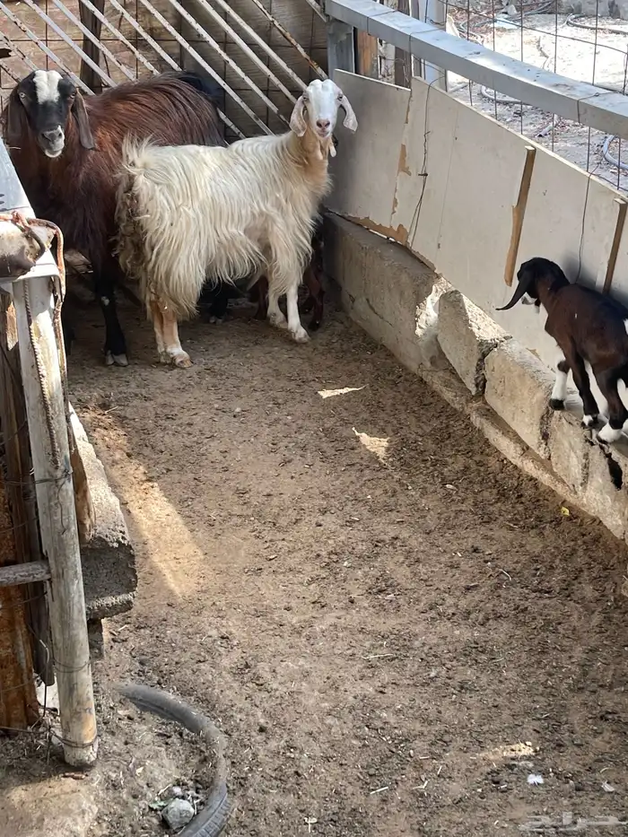 عنز معاها تيس وجفره اعمارهم 3 اسابيع 1