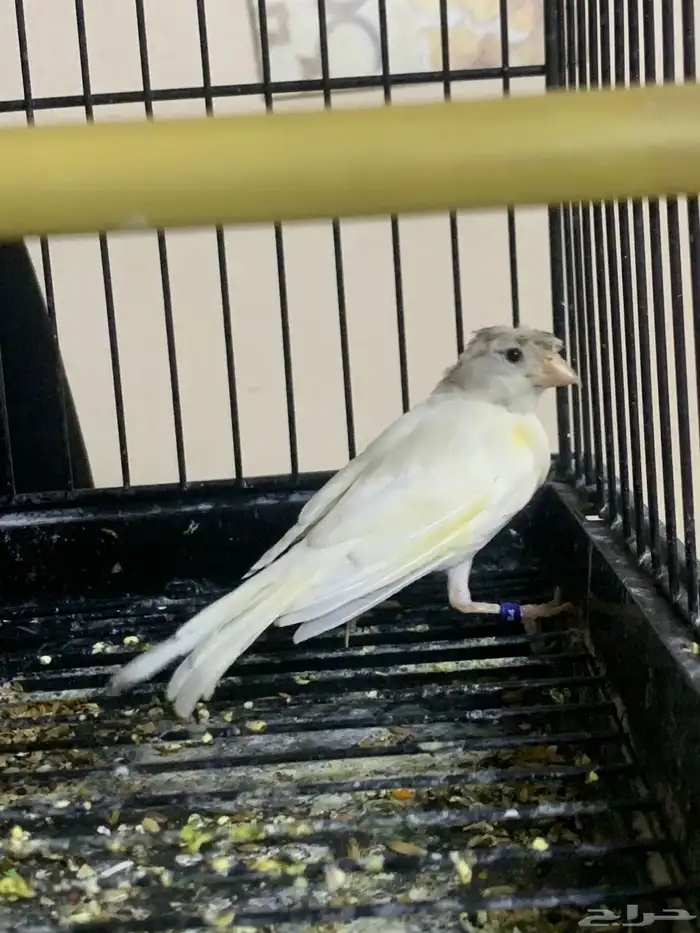 كناري تغريد تم البيع 0