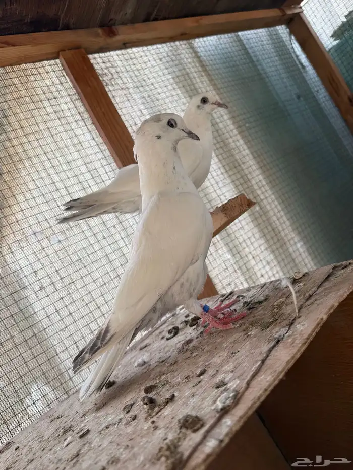 للبيع طبات الام وحشيه والاب قولدن 2