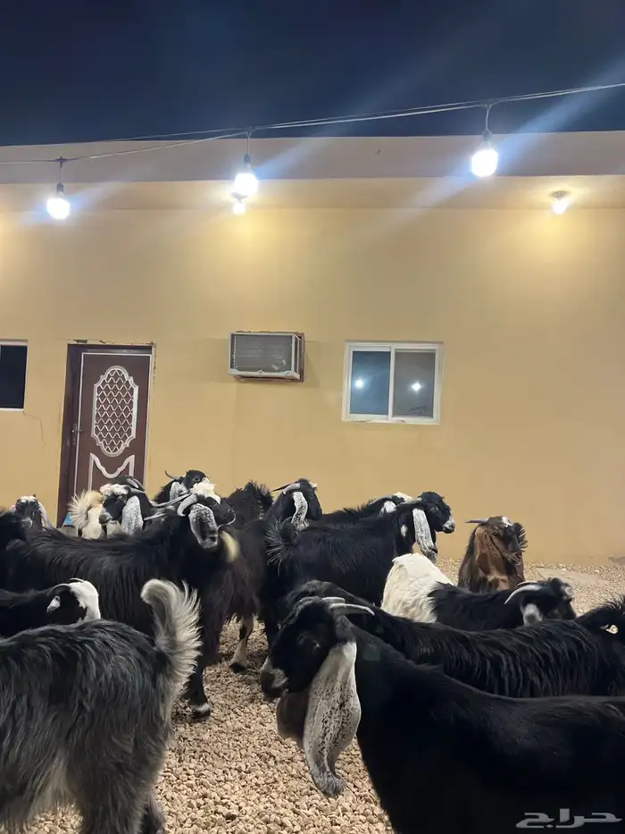 تيوس مخاصي 3