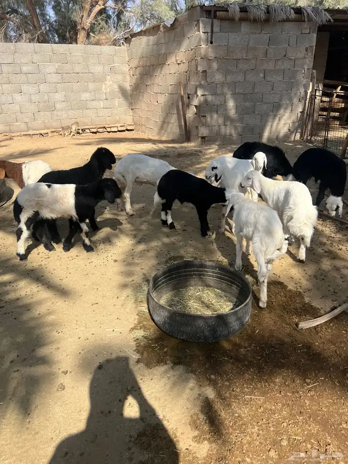 بهم نجد وحري ونعيم 0