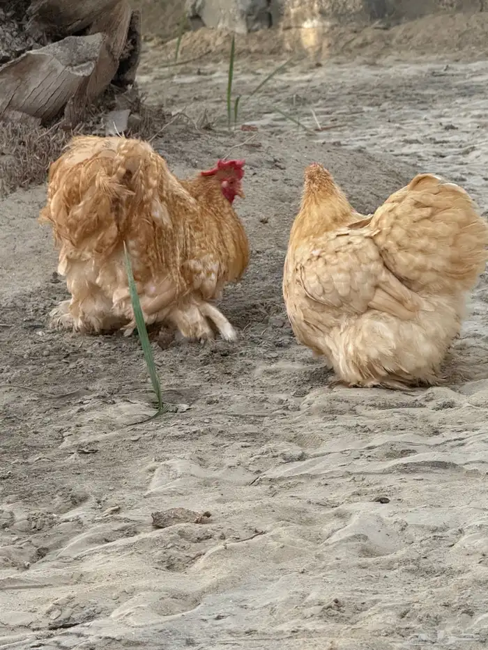 جوز كوشن فيومي اصفر 0