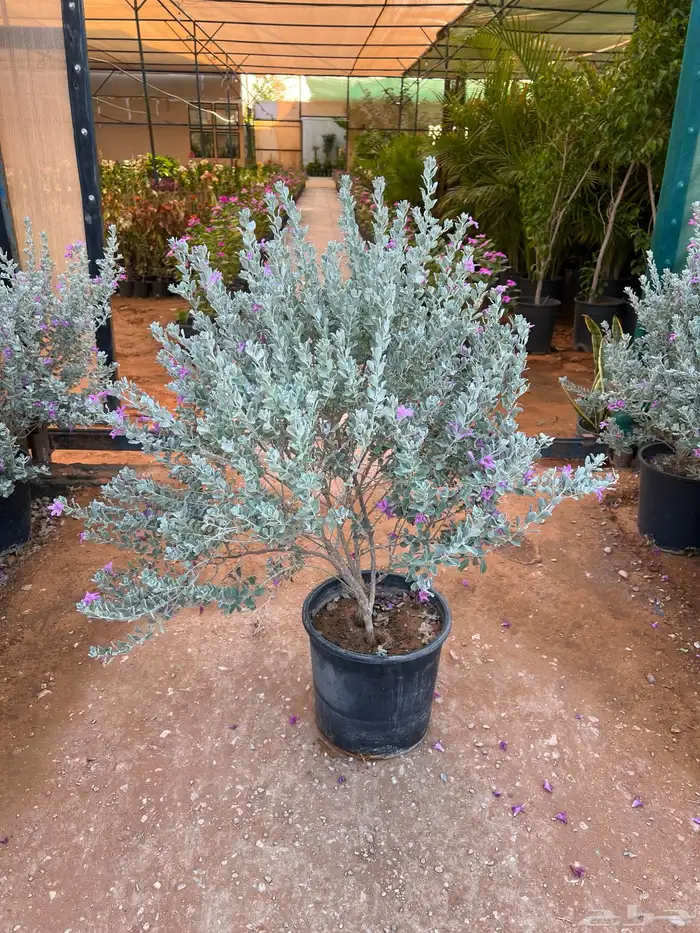 نباتات واشجار زينه 0