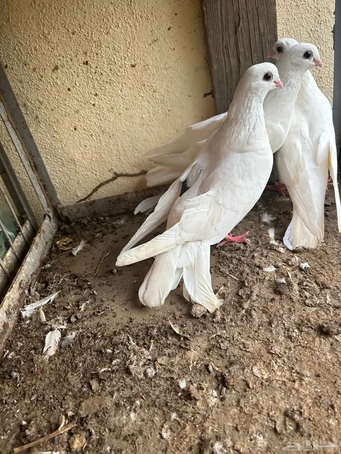 قطايف قنادي( تم البيع) 4