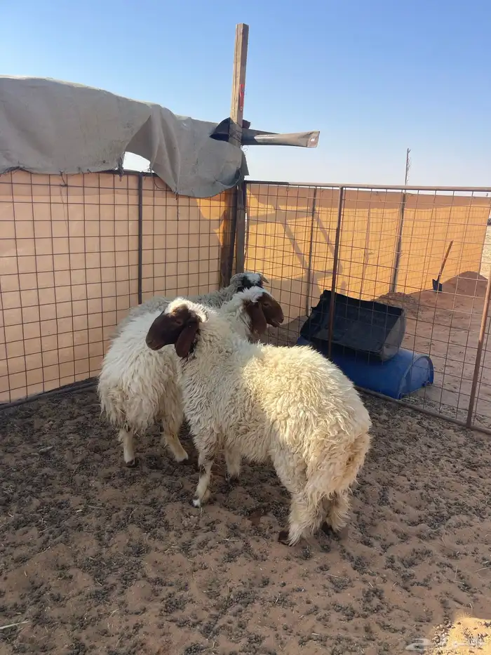 خرفان نعيم تم البيع الله يبارك له 0