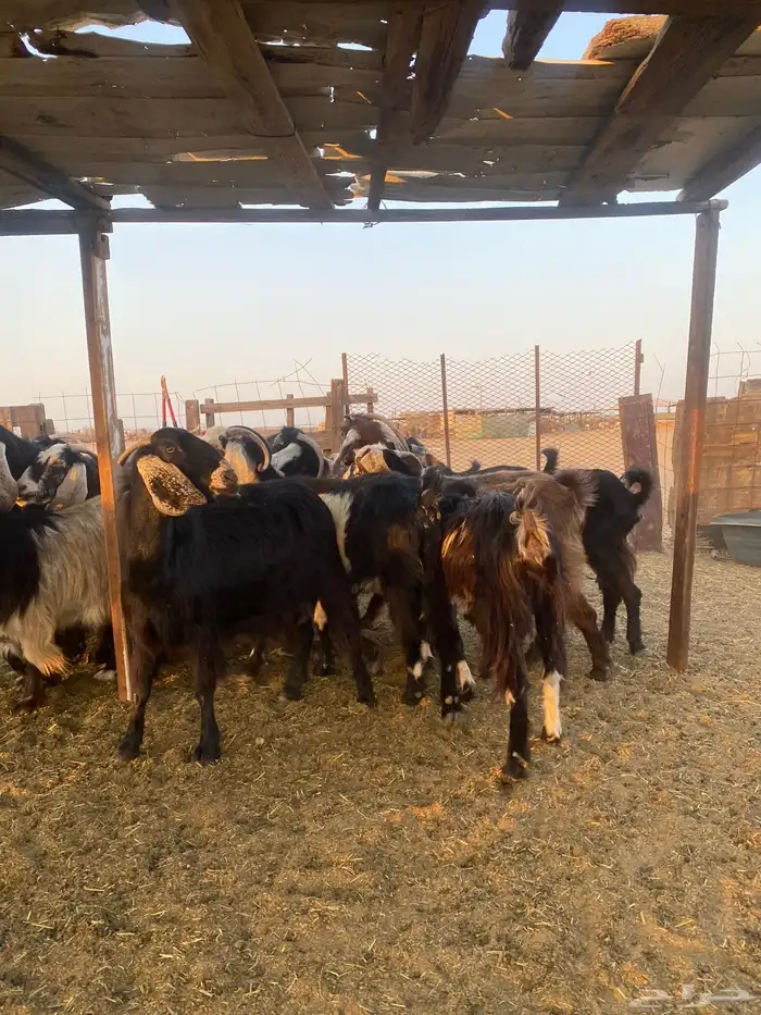 للبيع معزا عوارض مضاريع ودفيع بالفحل 18