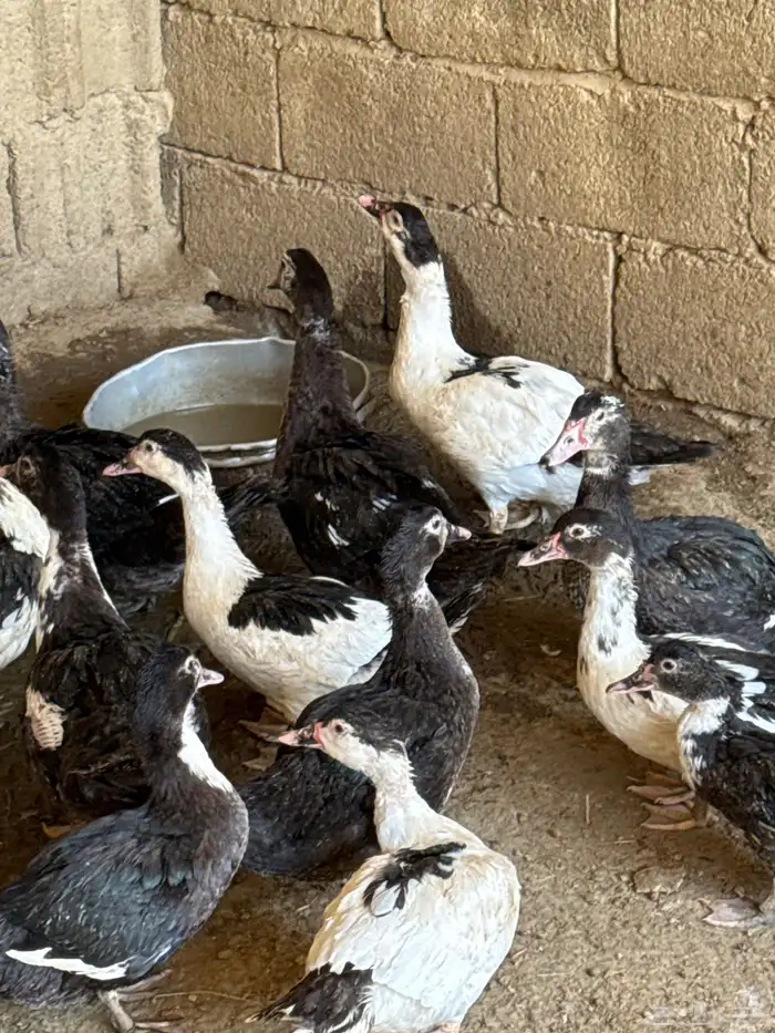 بط مصري اعمار 4 شهور 2