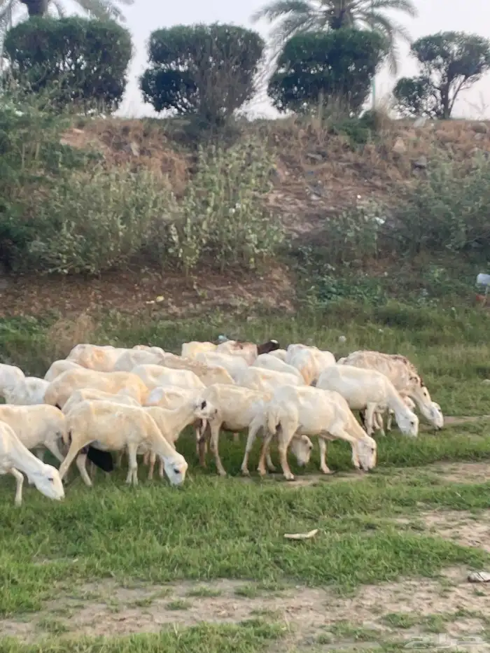 ضان مناتيج وقرايب 1