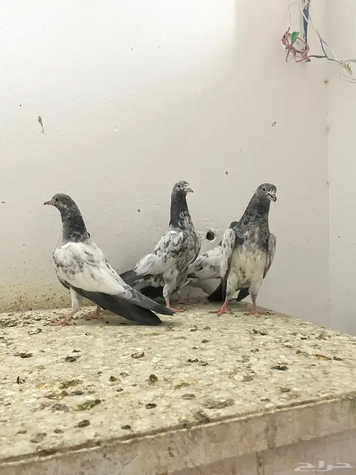 حمام بكستاني 6