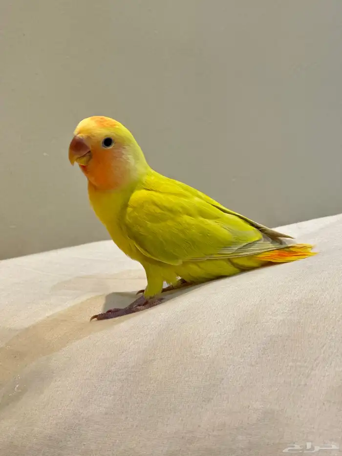 جوز روز 1