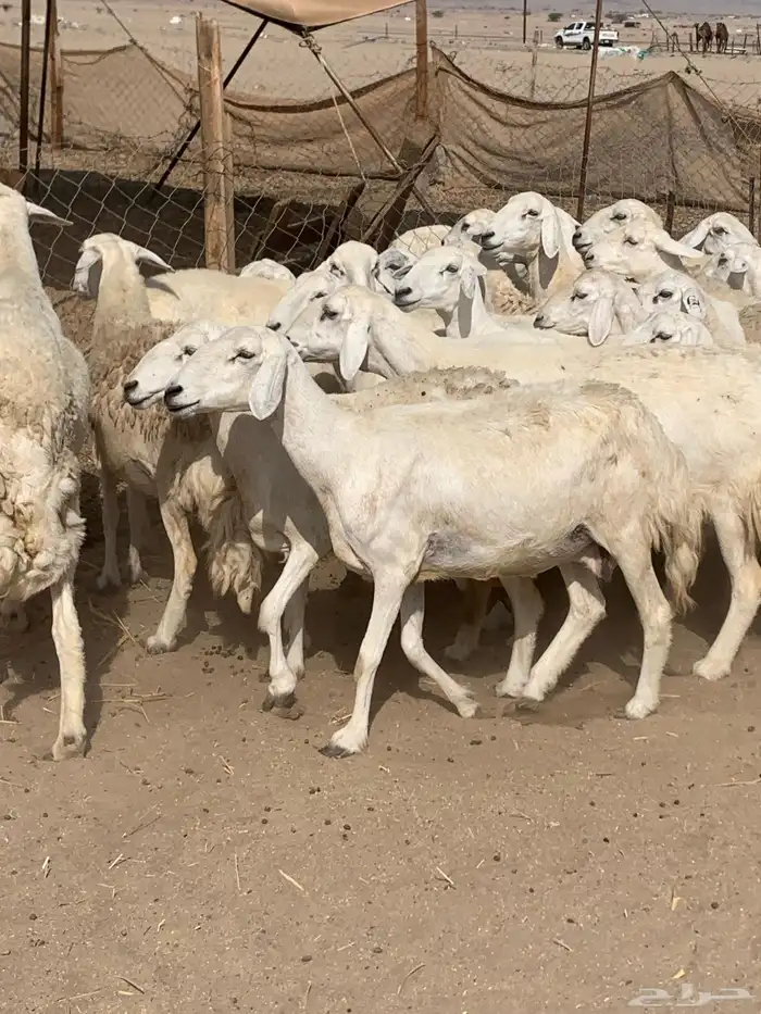 للبيع غنم حريات دفيع حرش 1
