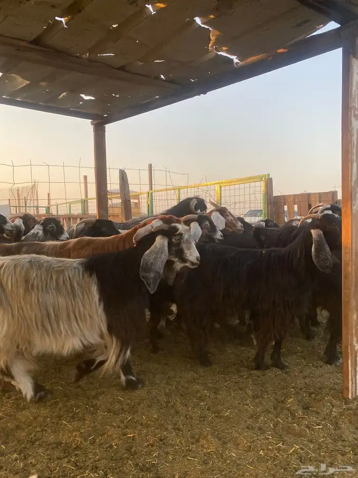 للبيع معزا عوارض مضاريع ودفيع بالفحل 4