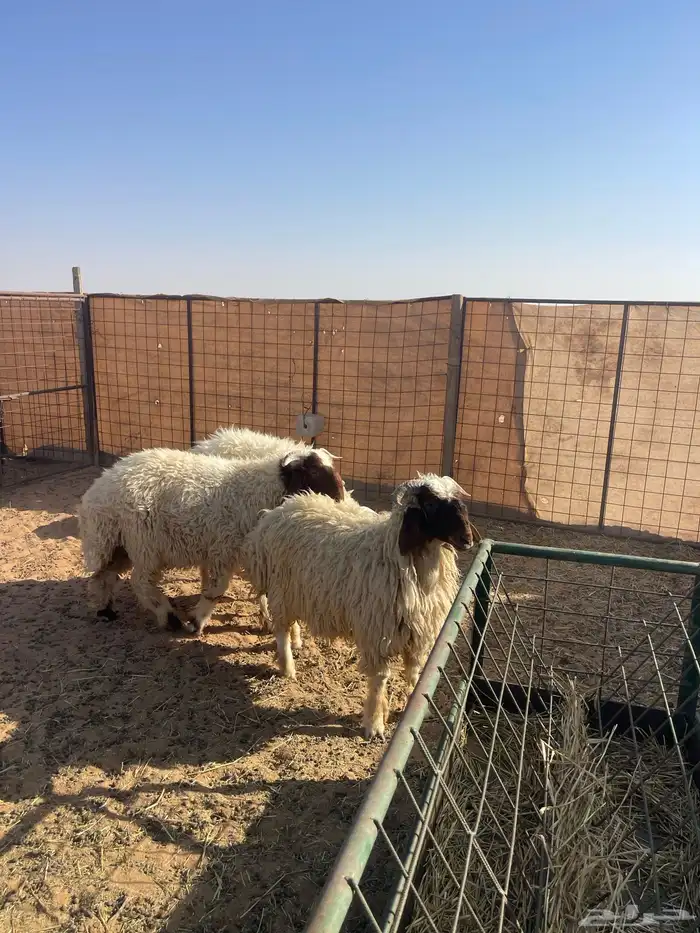 خرفان نعيم تم البيع الله يبارك له 1