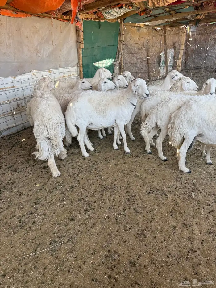 حريات دفيع مقاريب 2