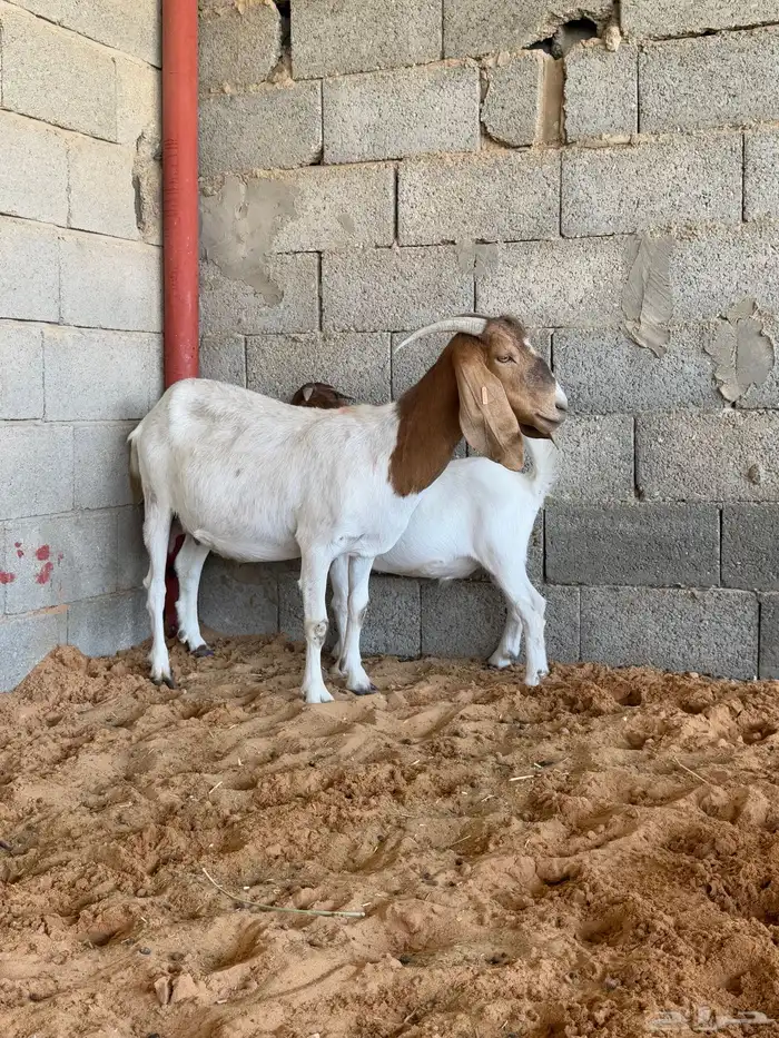 معزا بورقت اصل 4