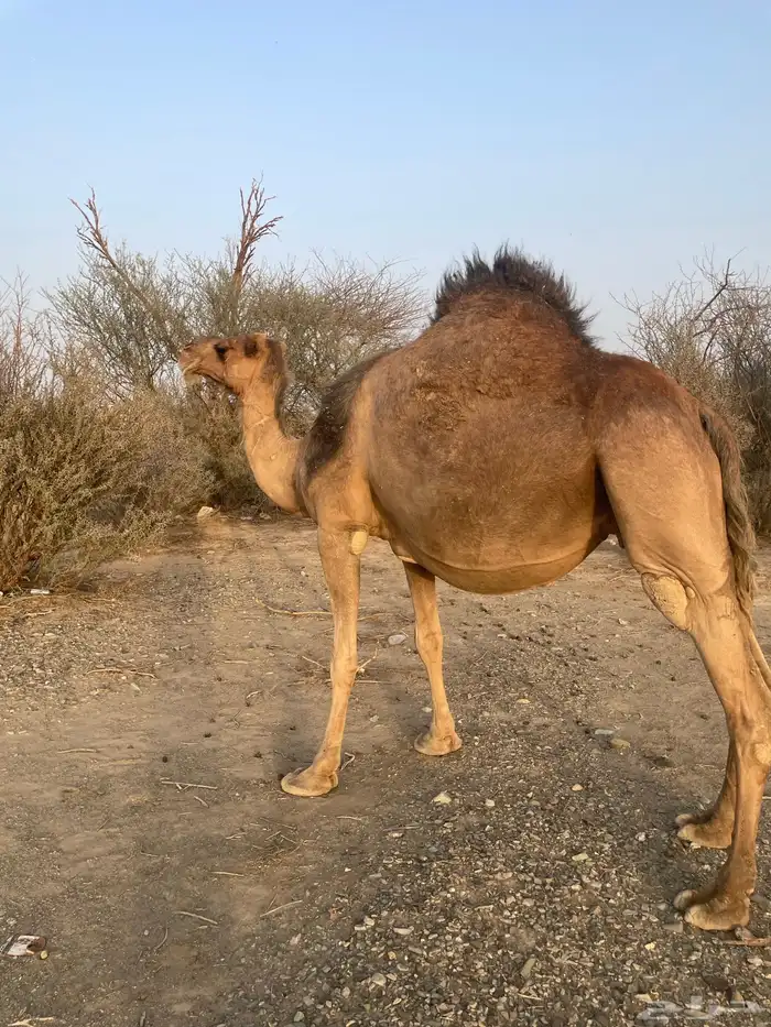 ناقه حمراء ملاقي 5