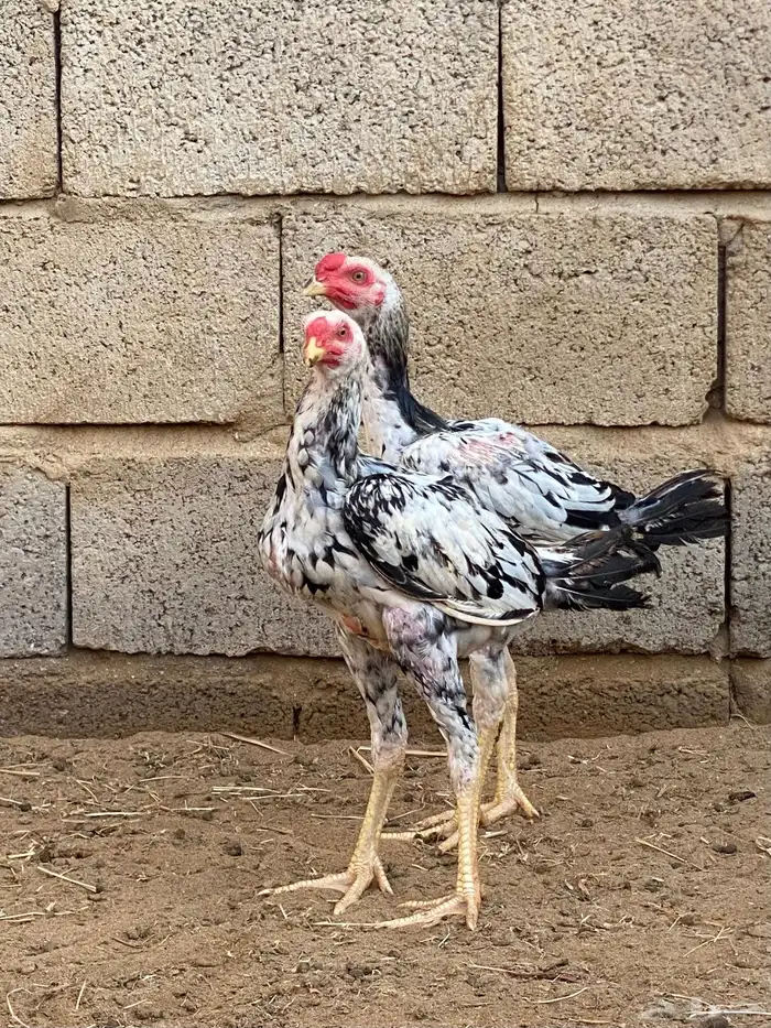 دجاج باكستاني 0