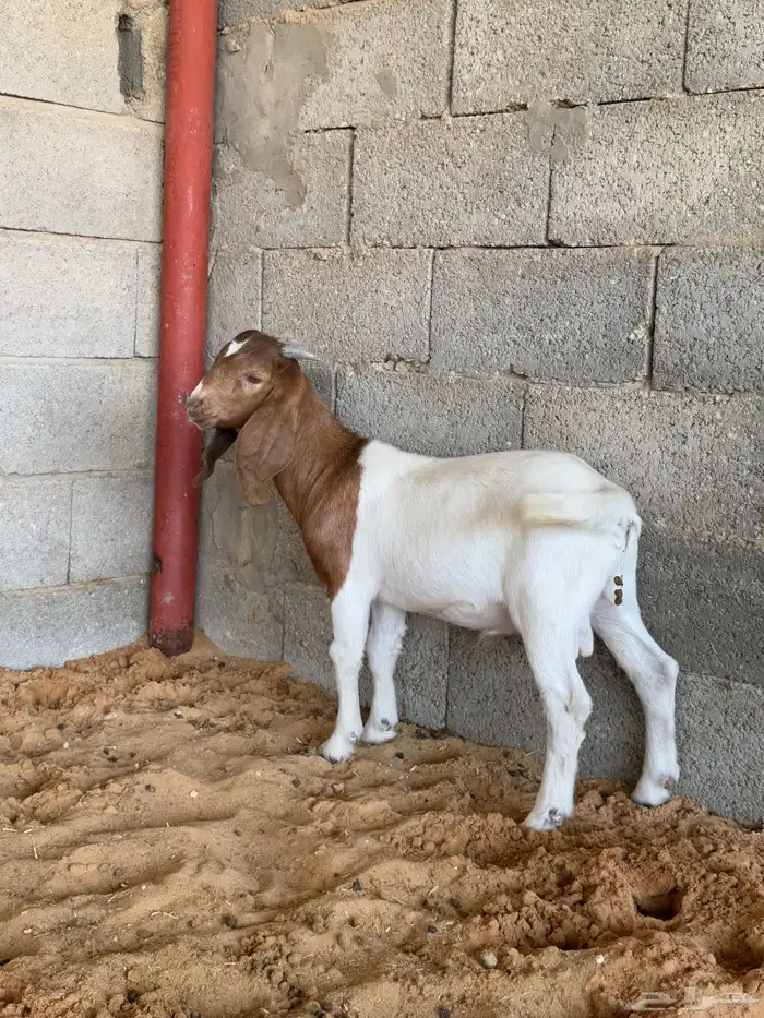 معزا بورقت اصل 7