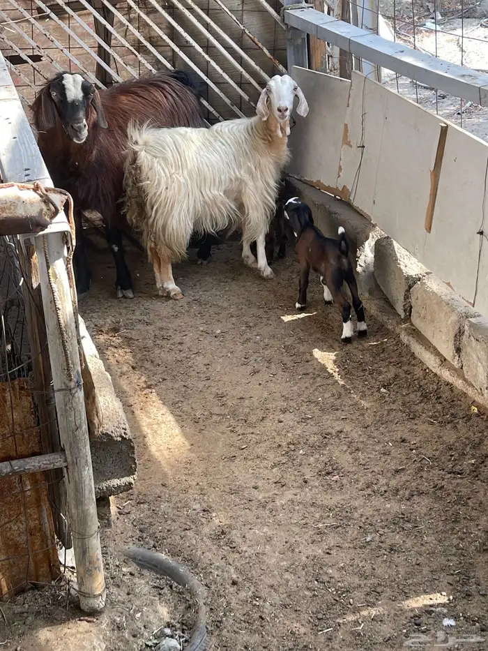 عنز معاها تيس وجفره اعمارهم 3 اسابيع 0