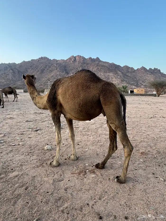 ناقي مداني. للبيع 0