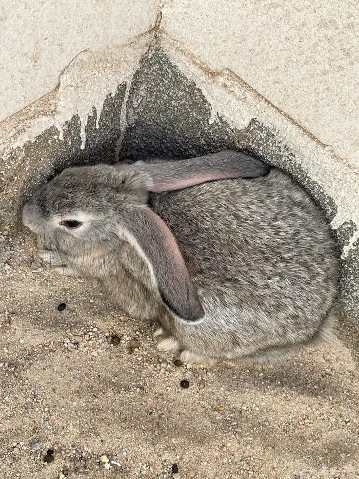 أرانب للبيع اثنتان فقط 2