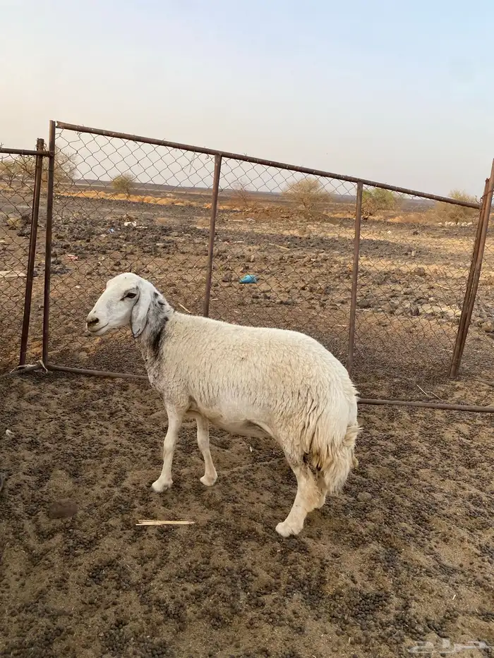 نعجة حايل شرط 1