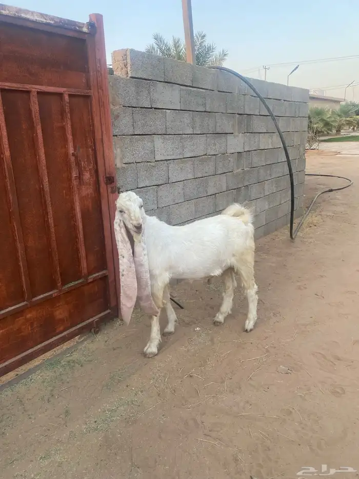 فحل هولندي جذع للبيع 0