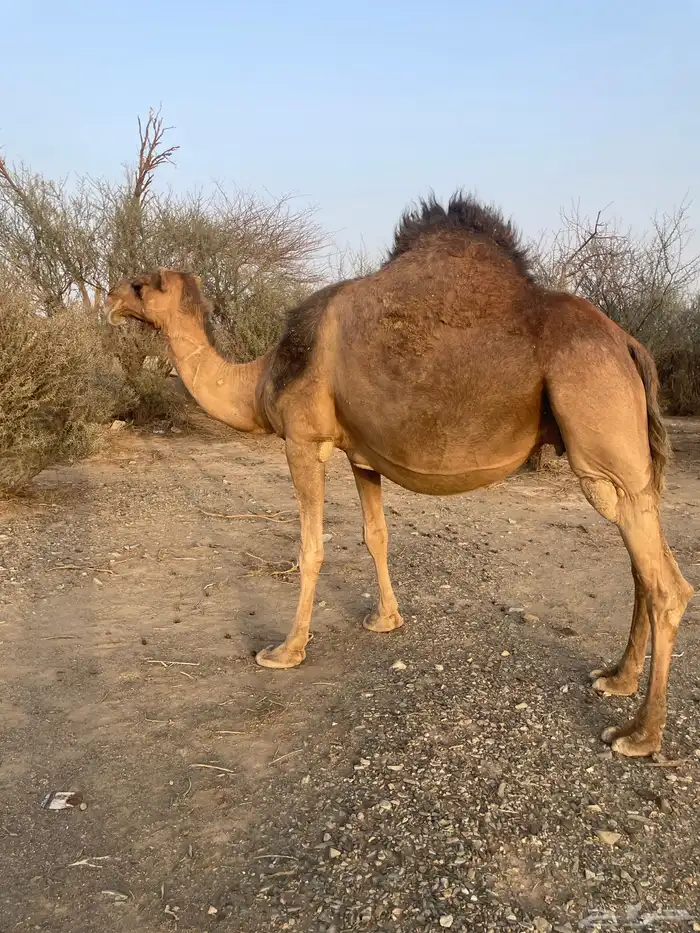 ناقه حمراء ملاقي 8