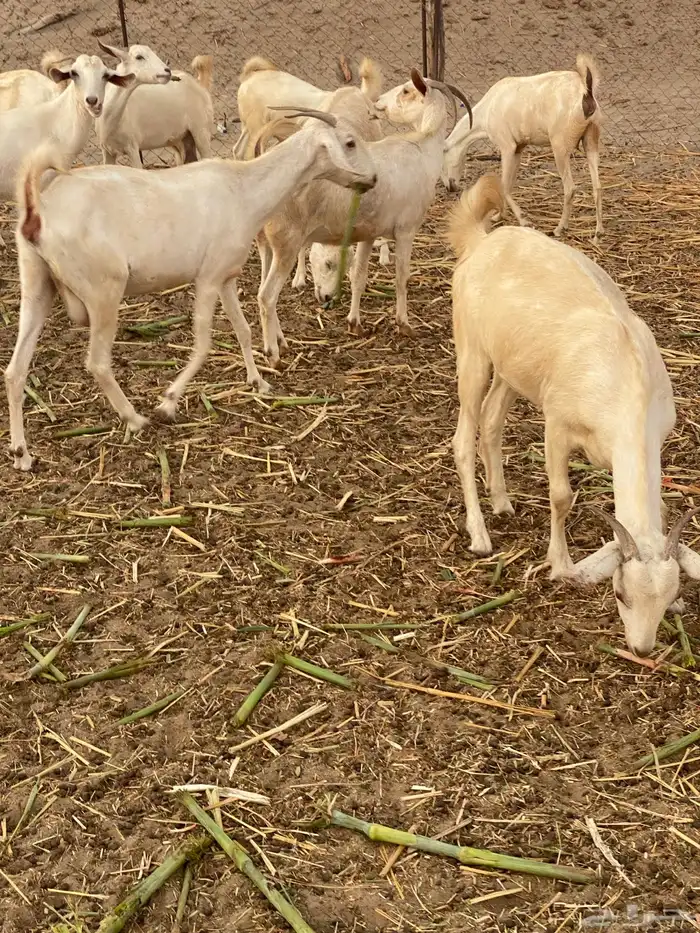 معزا بيشيات 1