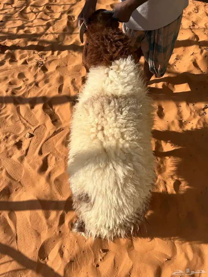 طليان نعيم سواكن تيوس ناهي 1