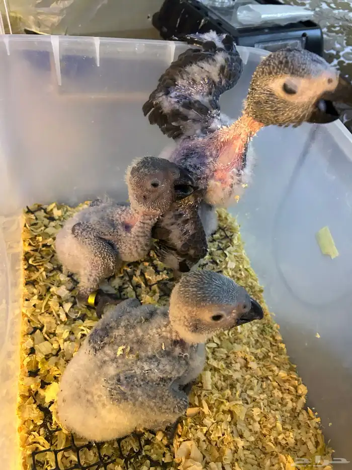 فروخ كاسكو غر تم البيع 5