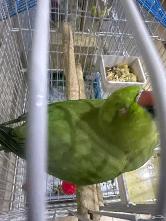 دره أنثى متكلم على السوم 1000 رجاء  عدم البخس بالسلعه 3